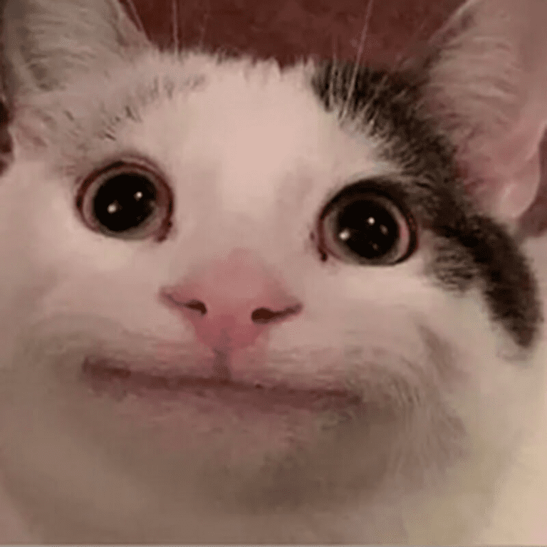 Youtuber Lucu Beluga Kucing