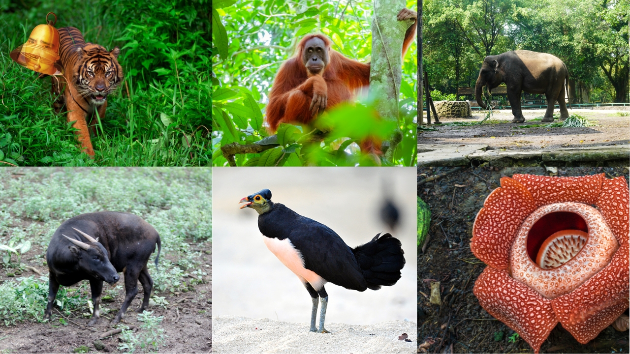 Keanekaragaman Hewan dan Tumbuhan Khas Indonesia Terancam Punah 1