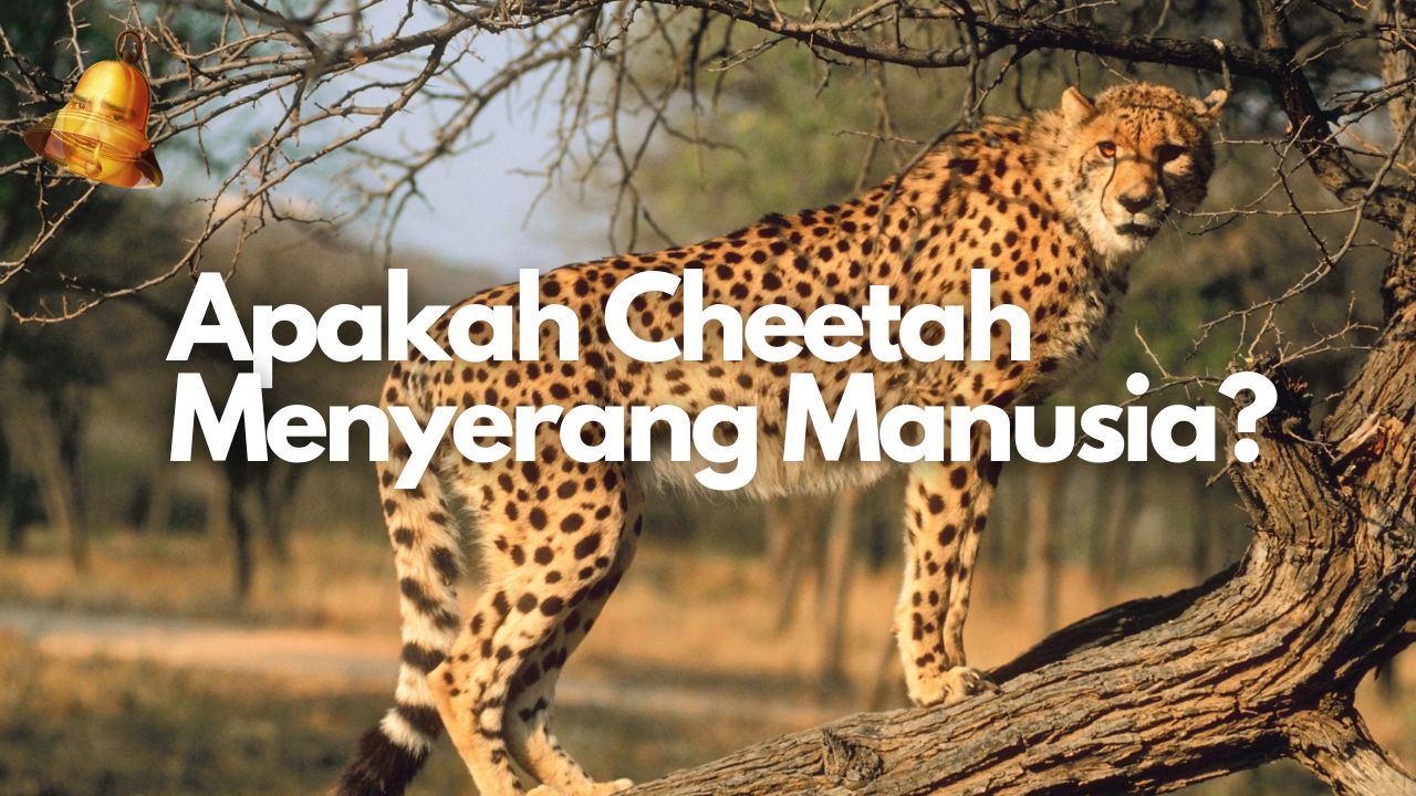 Apakah Cheetah Menyerang Manusia