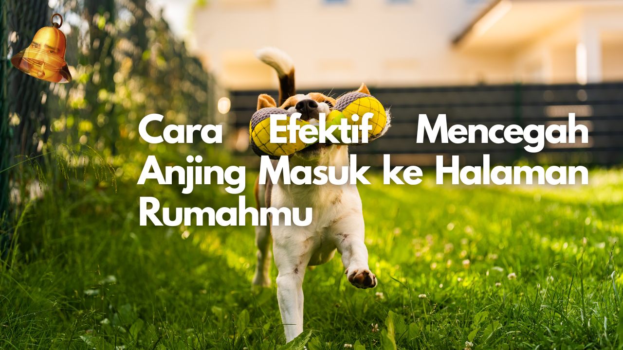 Cara Efektif Mencegah Anjing Masuk ke Halaman Rumahmu