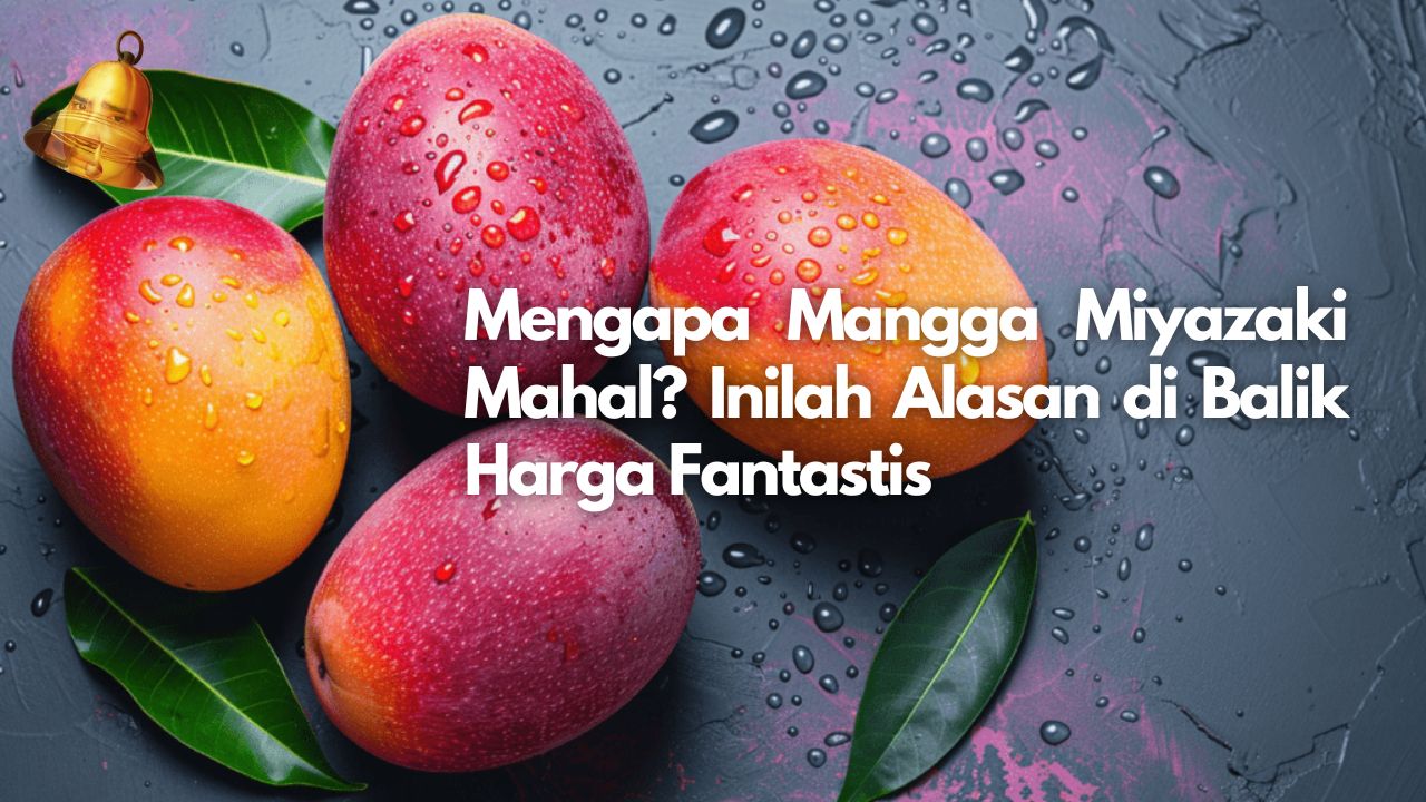 Mengapa Mangga Miyazaki Mahal? Inilah Alasan di Balik Harga Fantastis