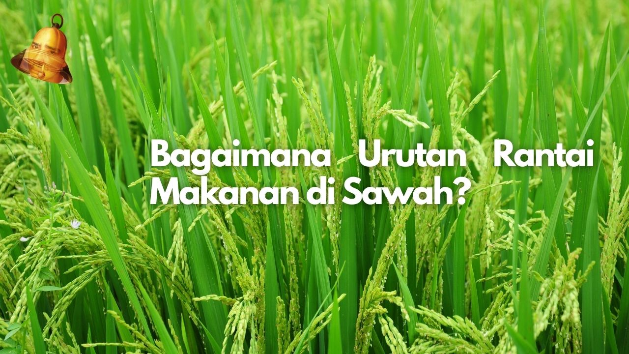 Bagaimana Urutan Rantai Makanan di Sawah?