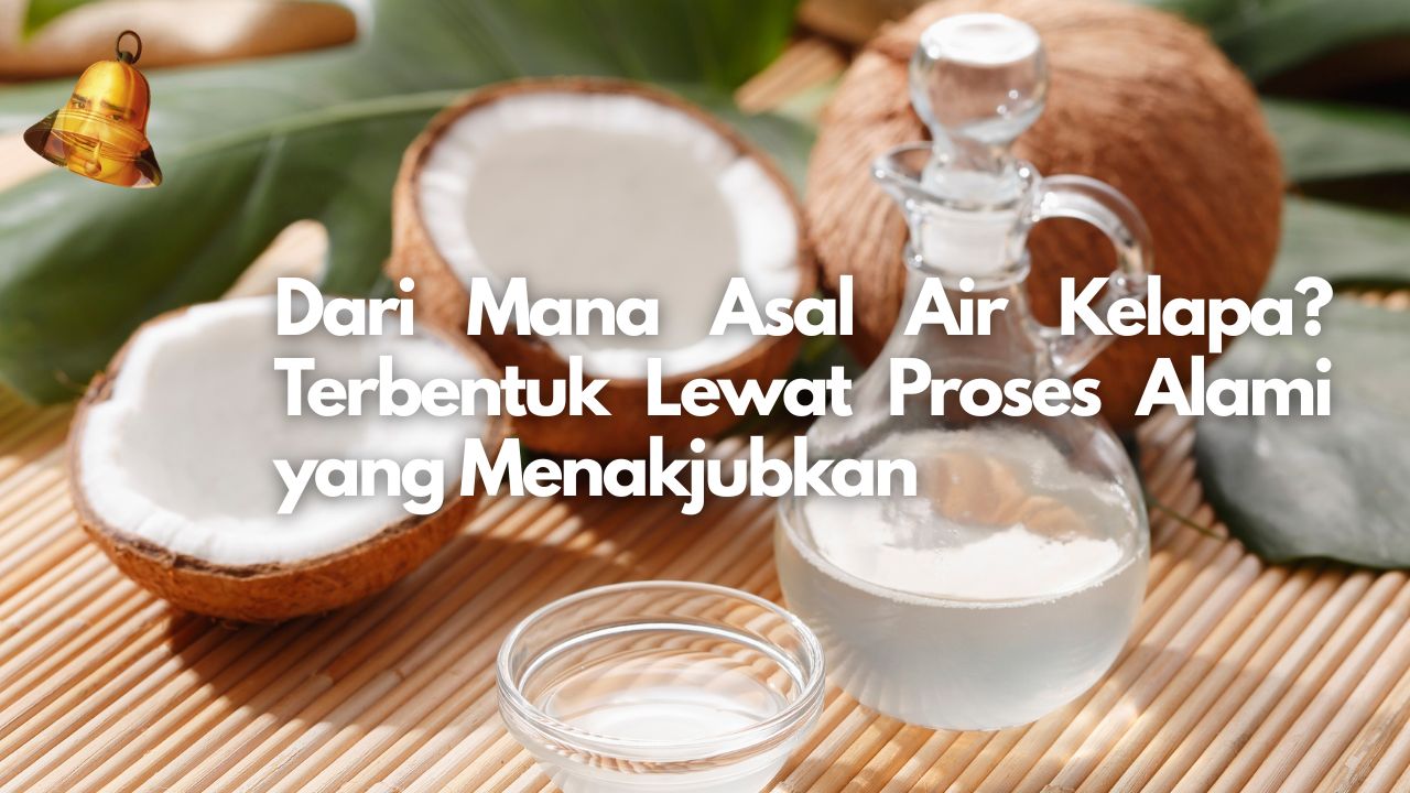 Dari Mana Asal Air Kelapa? Terbentuk Lewat Proses Alami yang Menakjubkan
