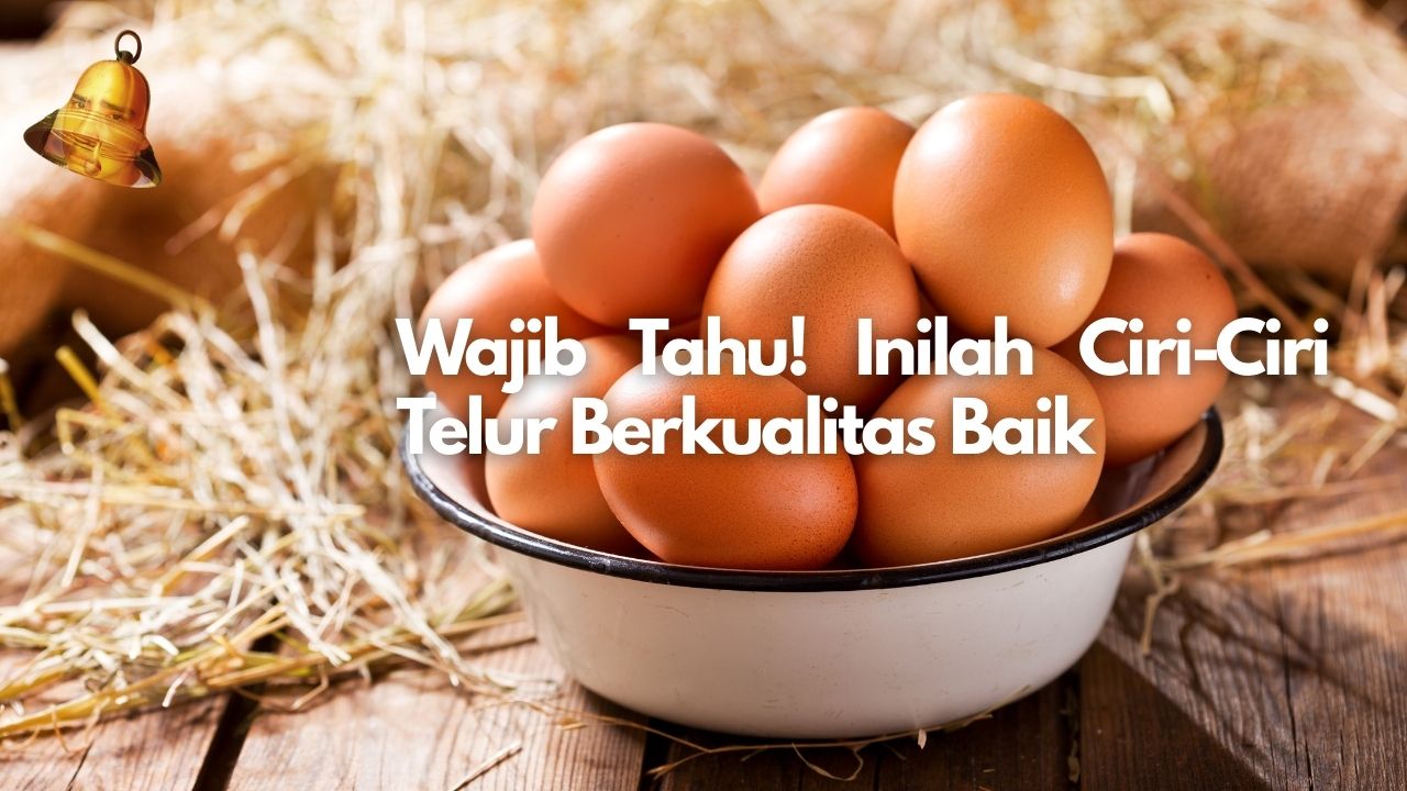 Wajib Tahu! Inilah Ciri-Ciri Telur Berkualitas Baik