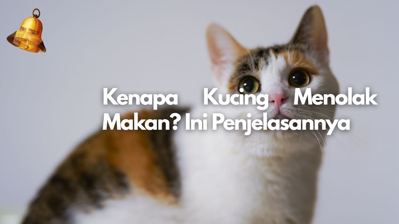Kenapa Kucing Menolak Makan? Ini Penjelasannya